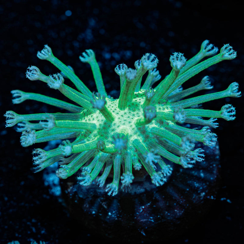 Mountain Dew Toadstool Leather