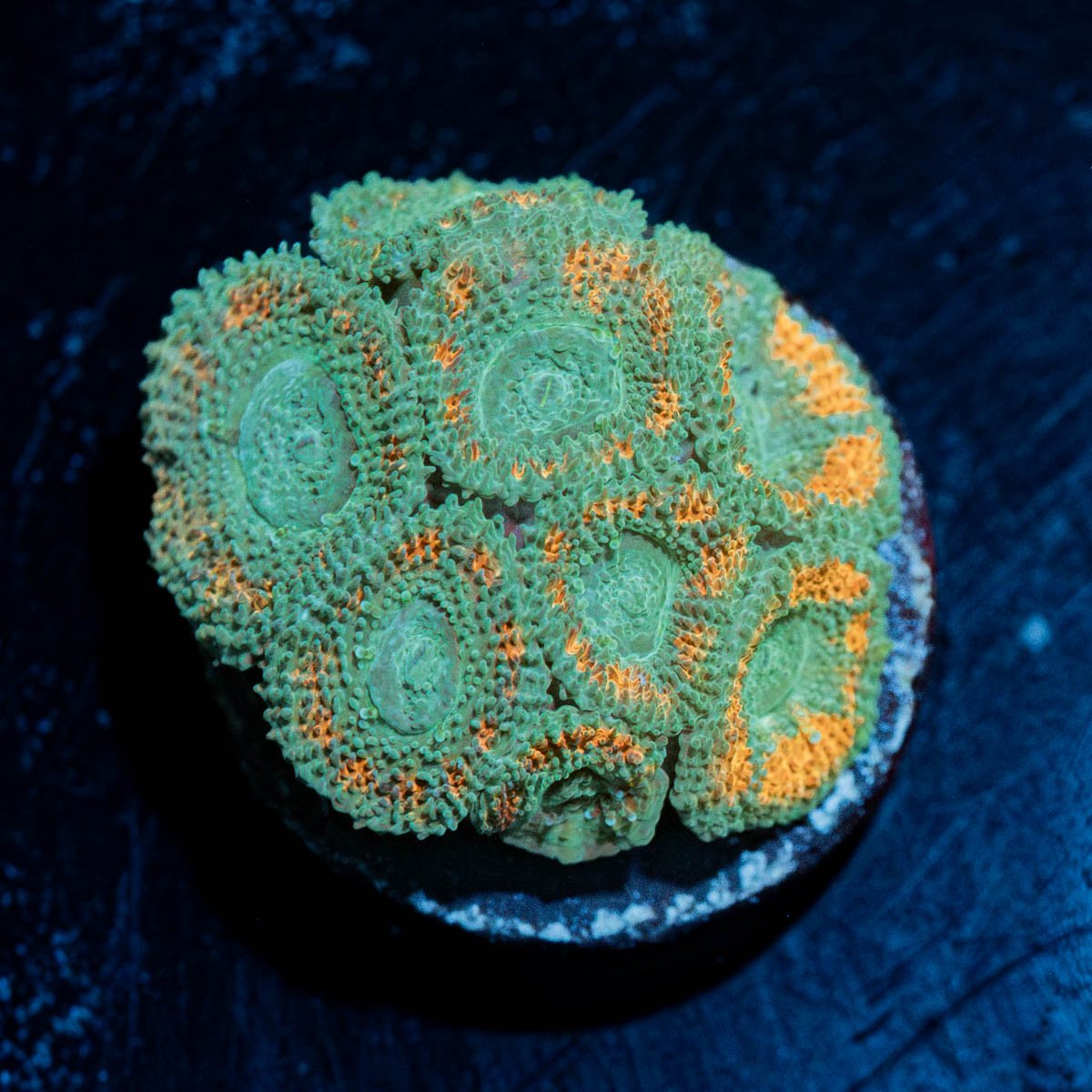 Tongue Twisters Acans - riptide aquaculture llc