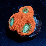 Red Devils Acan - riptide aquaculture llc