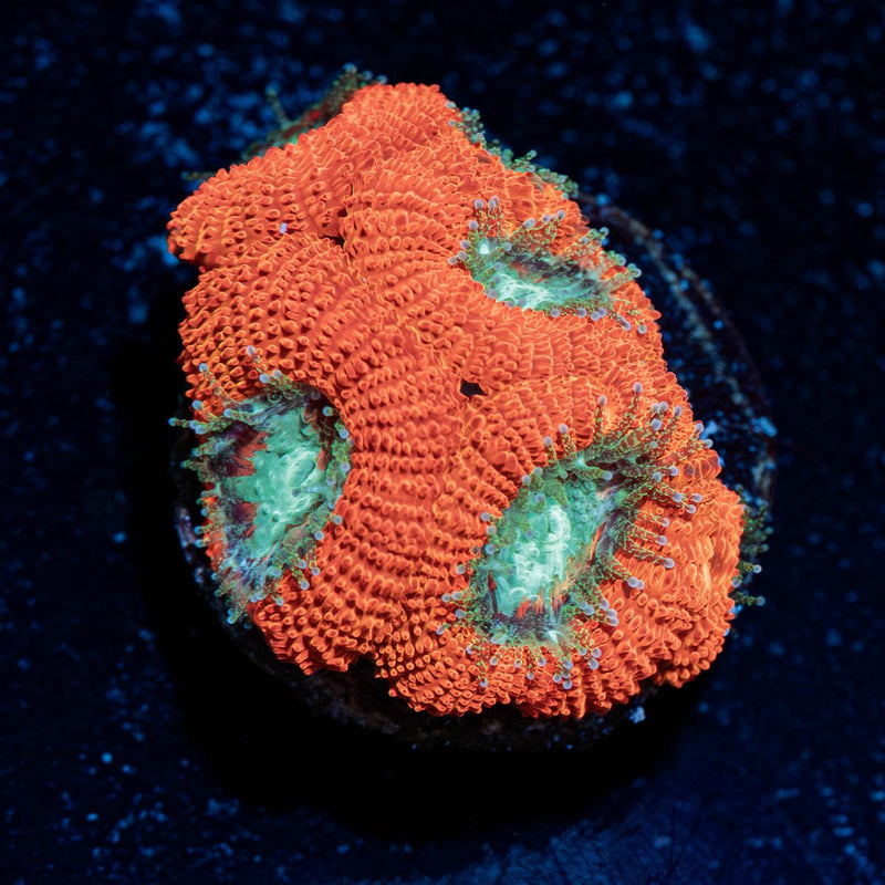 Red Devils Acan
