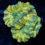 Thunder Shock Acan - riptide aquaculture llc