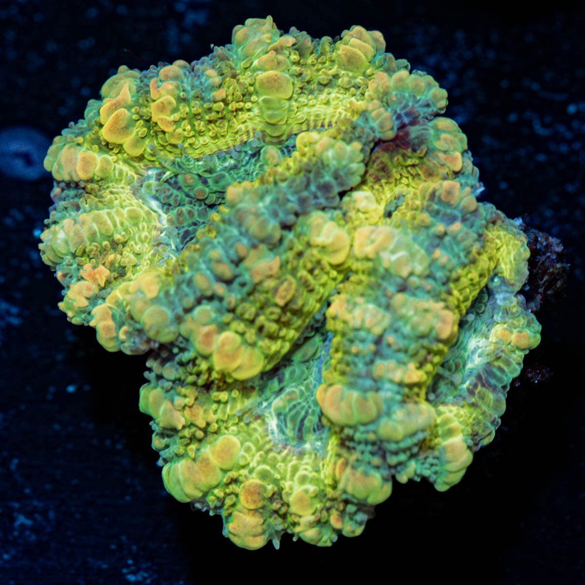 Thunder Shock Acan - riptide aquaculture llc