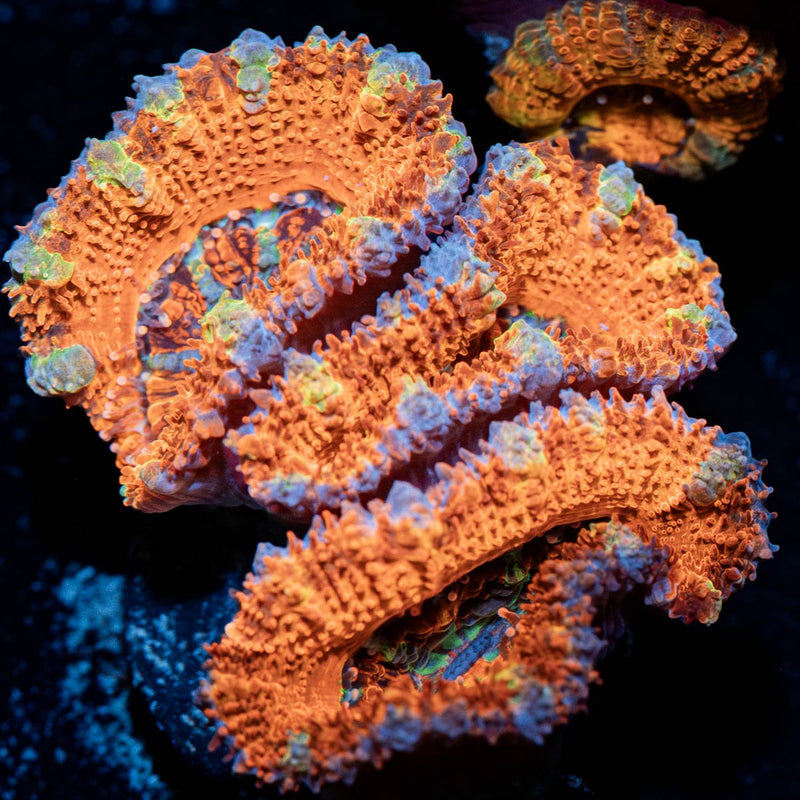 Classic Rainbow Acan