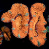 Acan/ Micromussa - riptide aquaculture llc