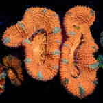Acan/ Micromussa - riptide aquaculture llc