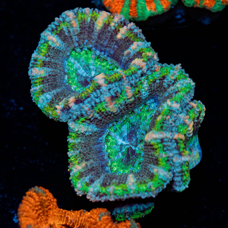 Acan/ Micromussa