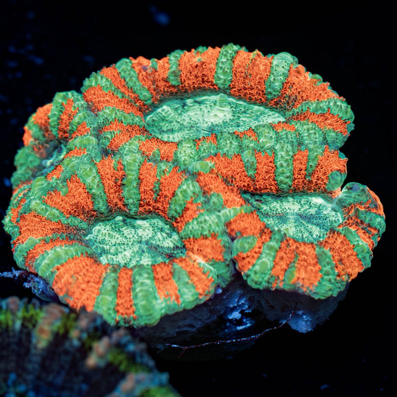 Acan/ Micromussa
