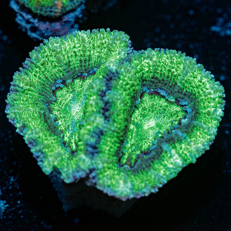 Acan/ Micromussa