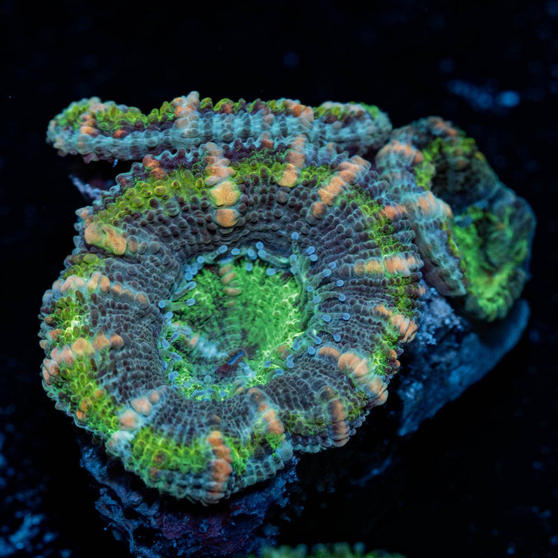 Acan/ Micromussa