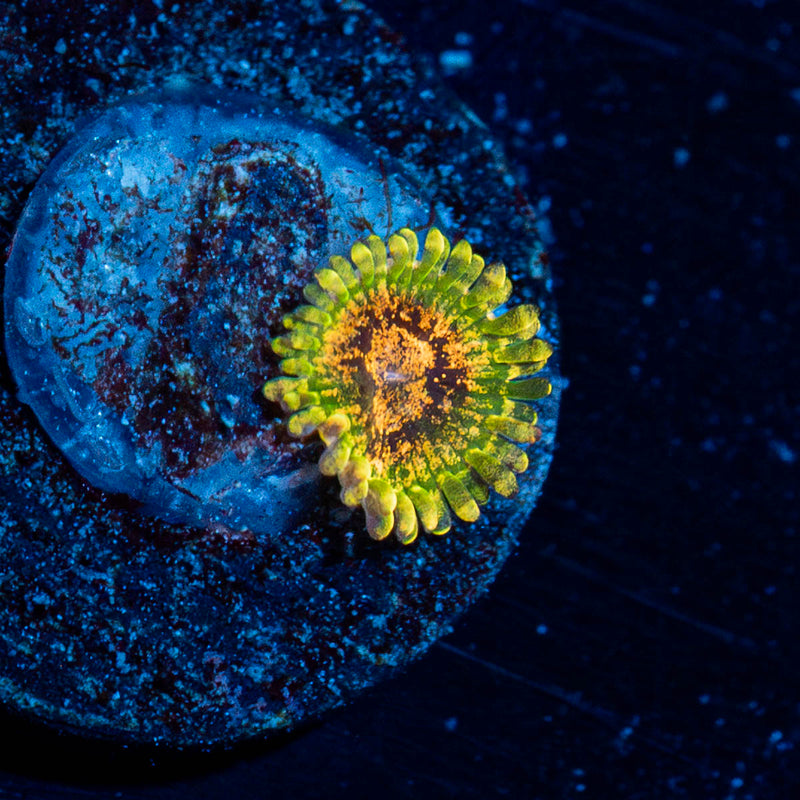 Northern Lights Zoanthid