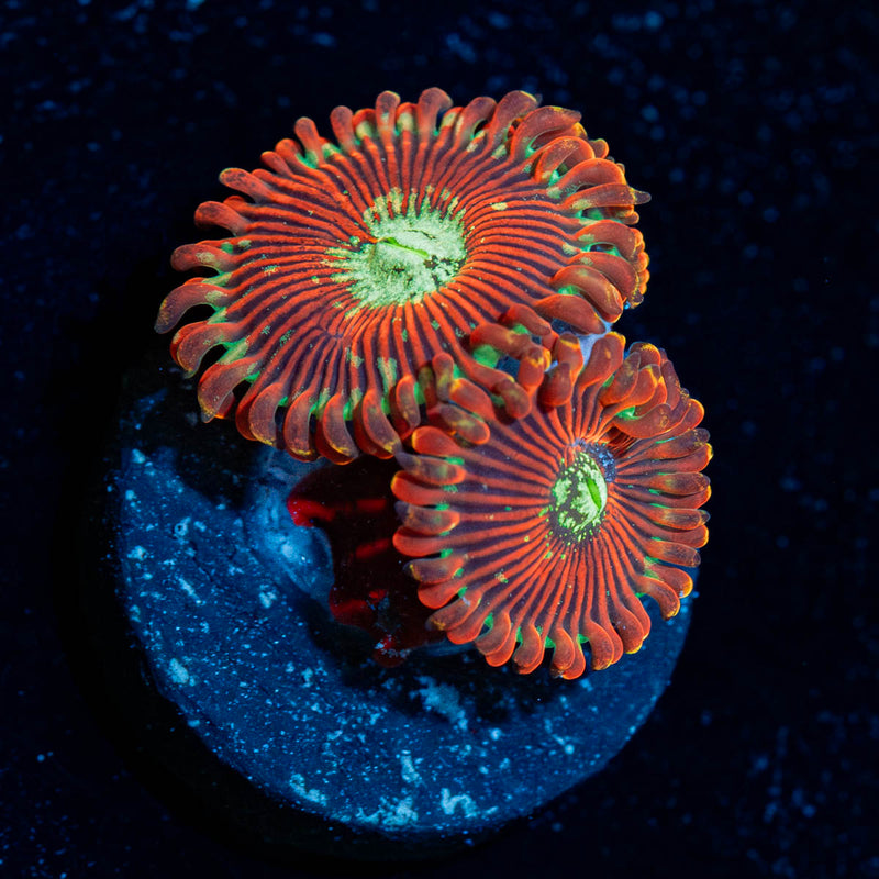 Dark Magician Zoanthid