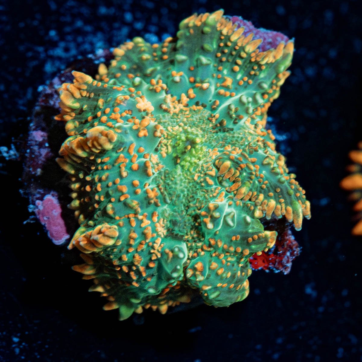 Mushroom - riptide aquaculture llc