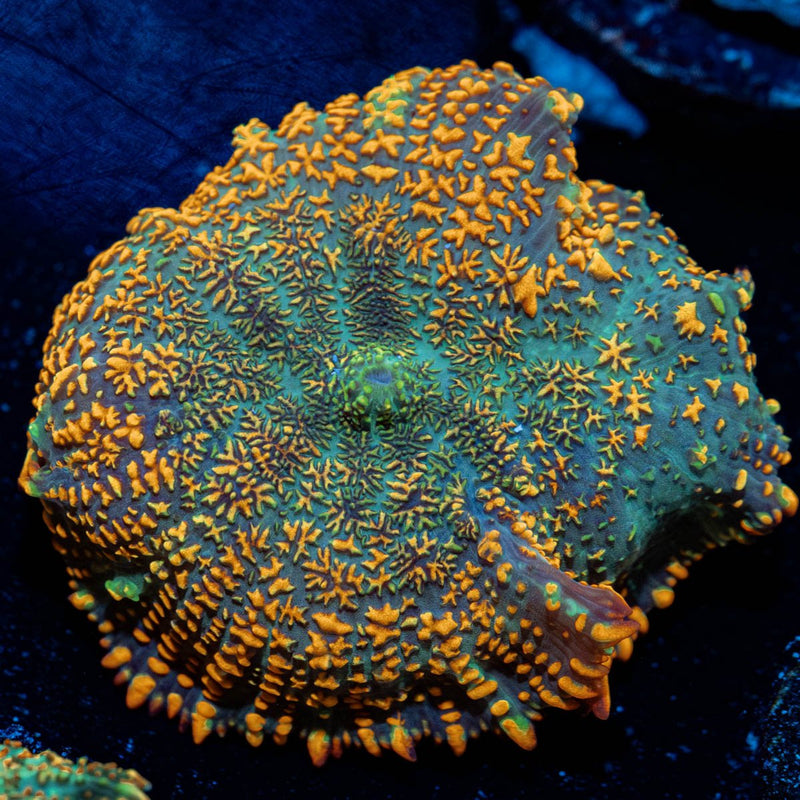 Superman Rhodactis Mushroom