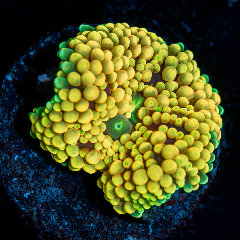 Yellow Ricordea Mushroom