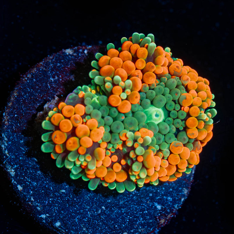 Orange Ricordea Mushroom