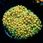 Yellow Ricordea Mushroom - riptide aquaculture llc