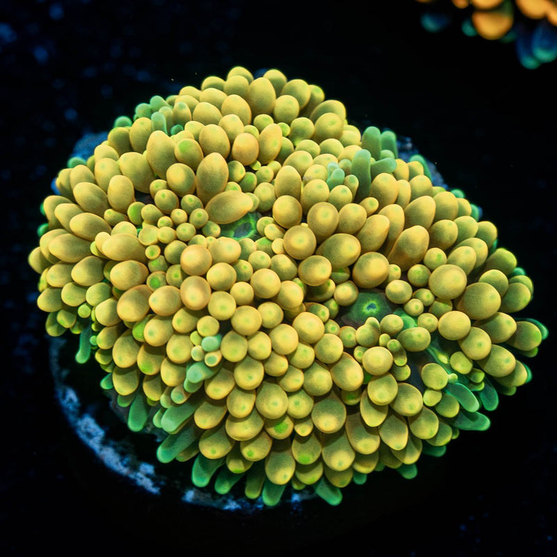 Yellow Ricordea Mushroom