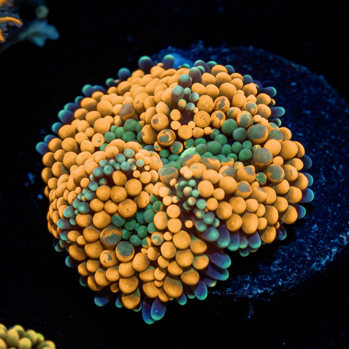 Orange Ricordea Mushroom - riptide aquaculture llc