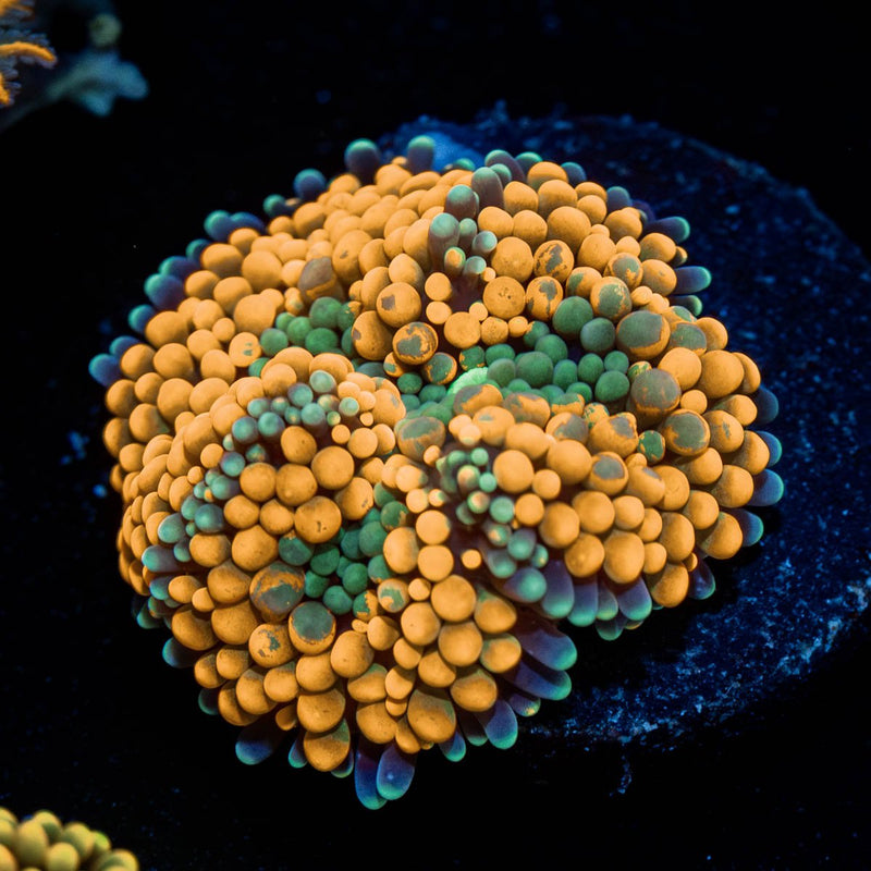 Orange Ricordea Mushroom