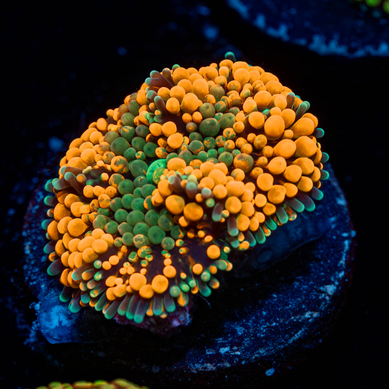 Orange Ricordea Mushroom