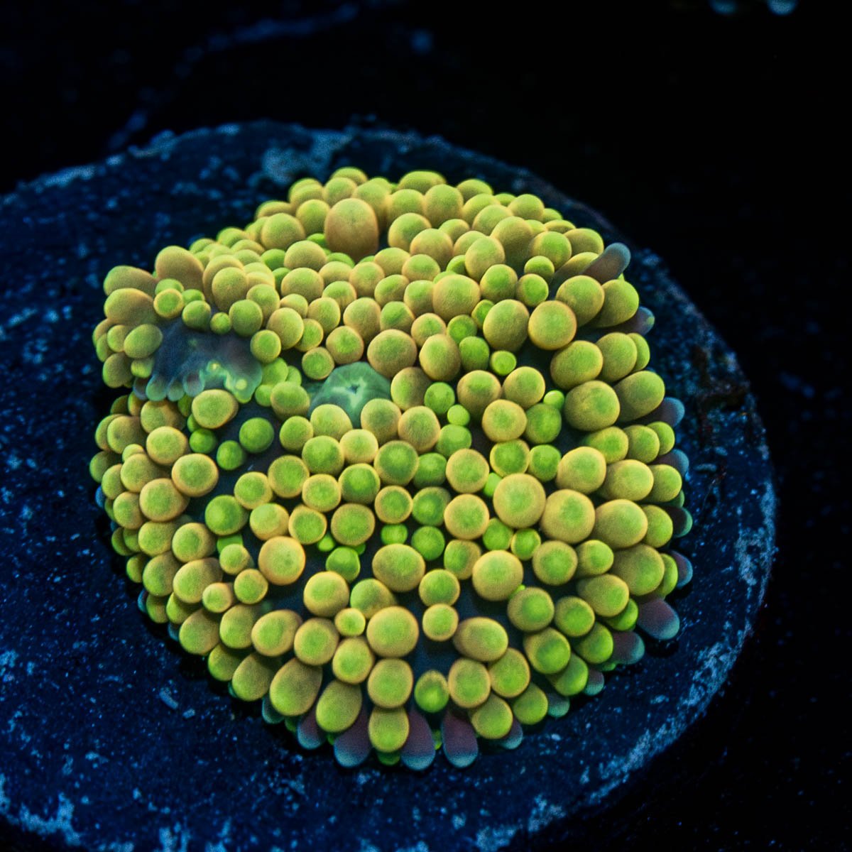 Yellow Ricordea Mushroom - riptide aquaculture llc