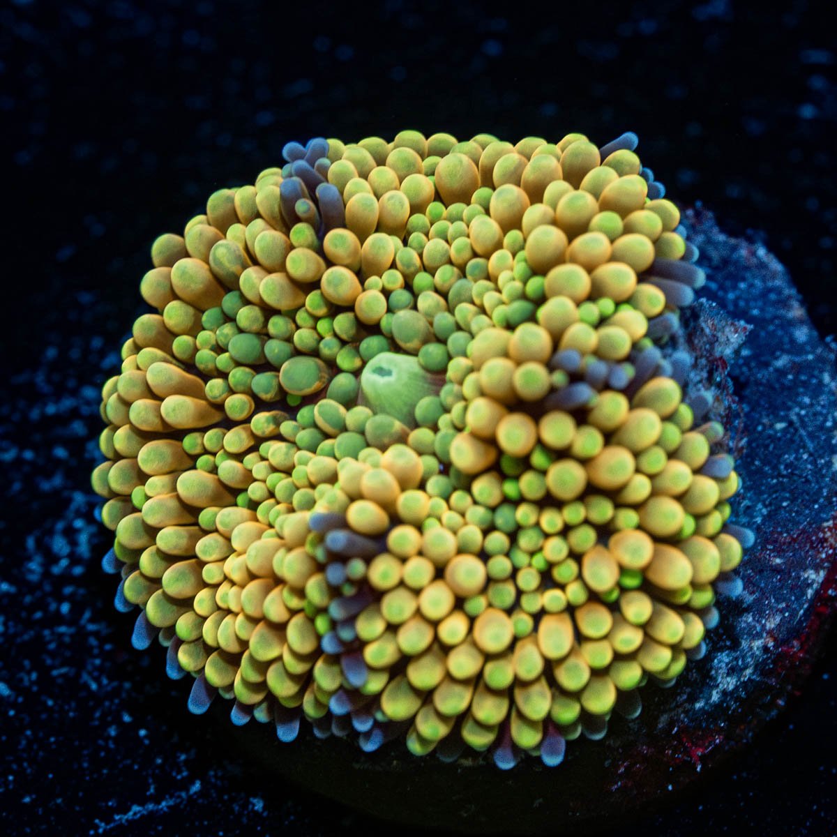 Yellow Ricordea Mushroom 