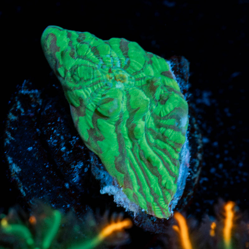 The Mask Convict chalice