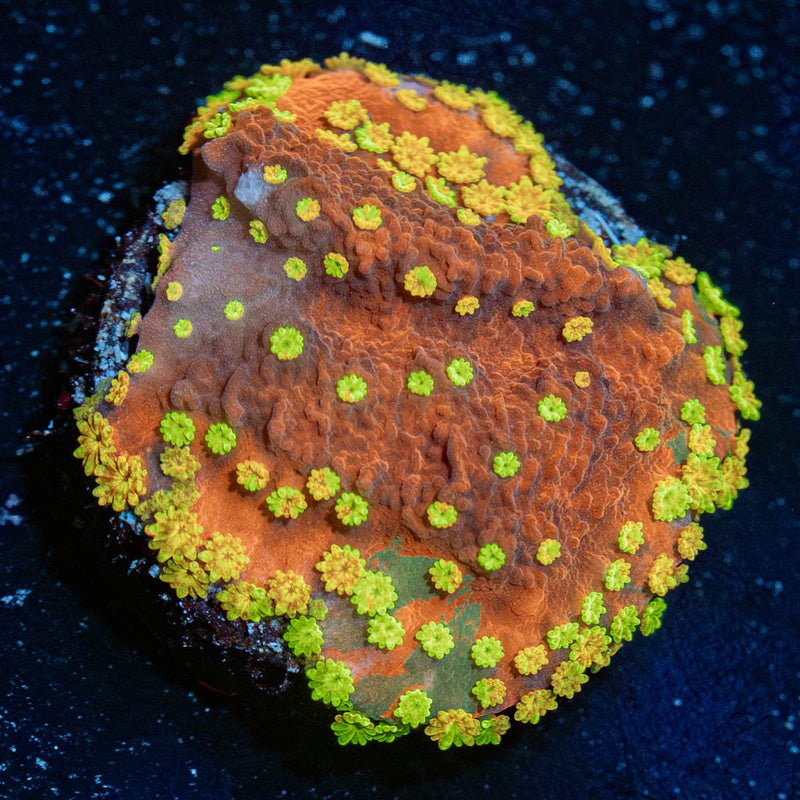 WWC Sunfire Grafted Montipora