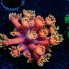 Ironman Goniopora - riptide aquaculture llc