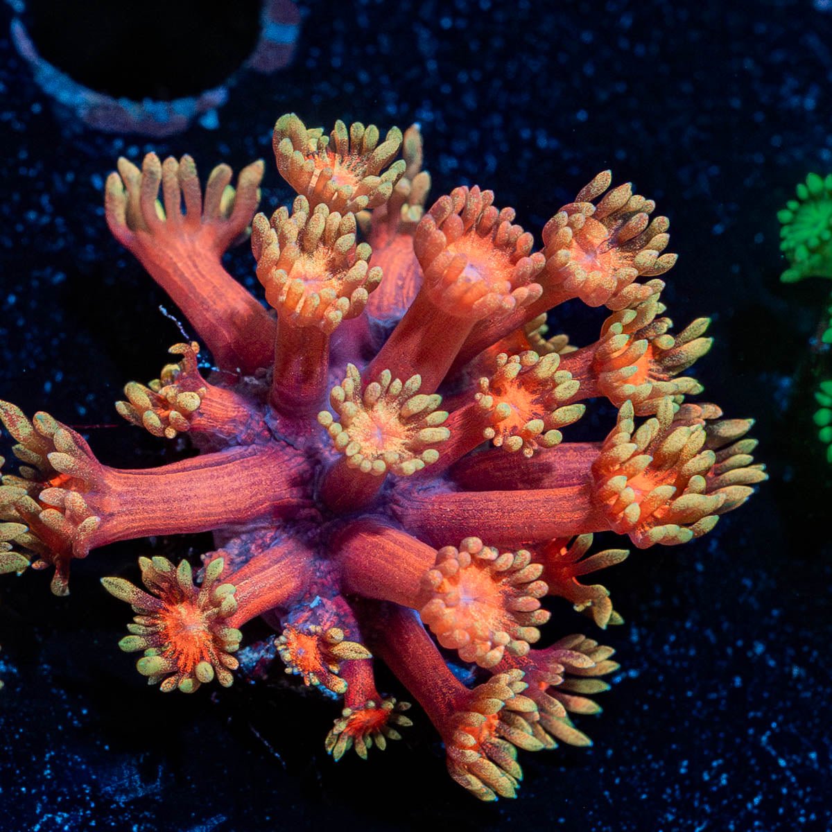 Ironman Goniopora - riptide aquaculture llc