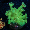 Green Goniopora - riptide aquaculture llc