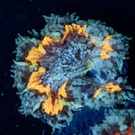 Rock Flower Anemone - riptide aquaculture llc