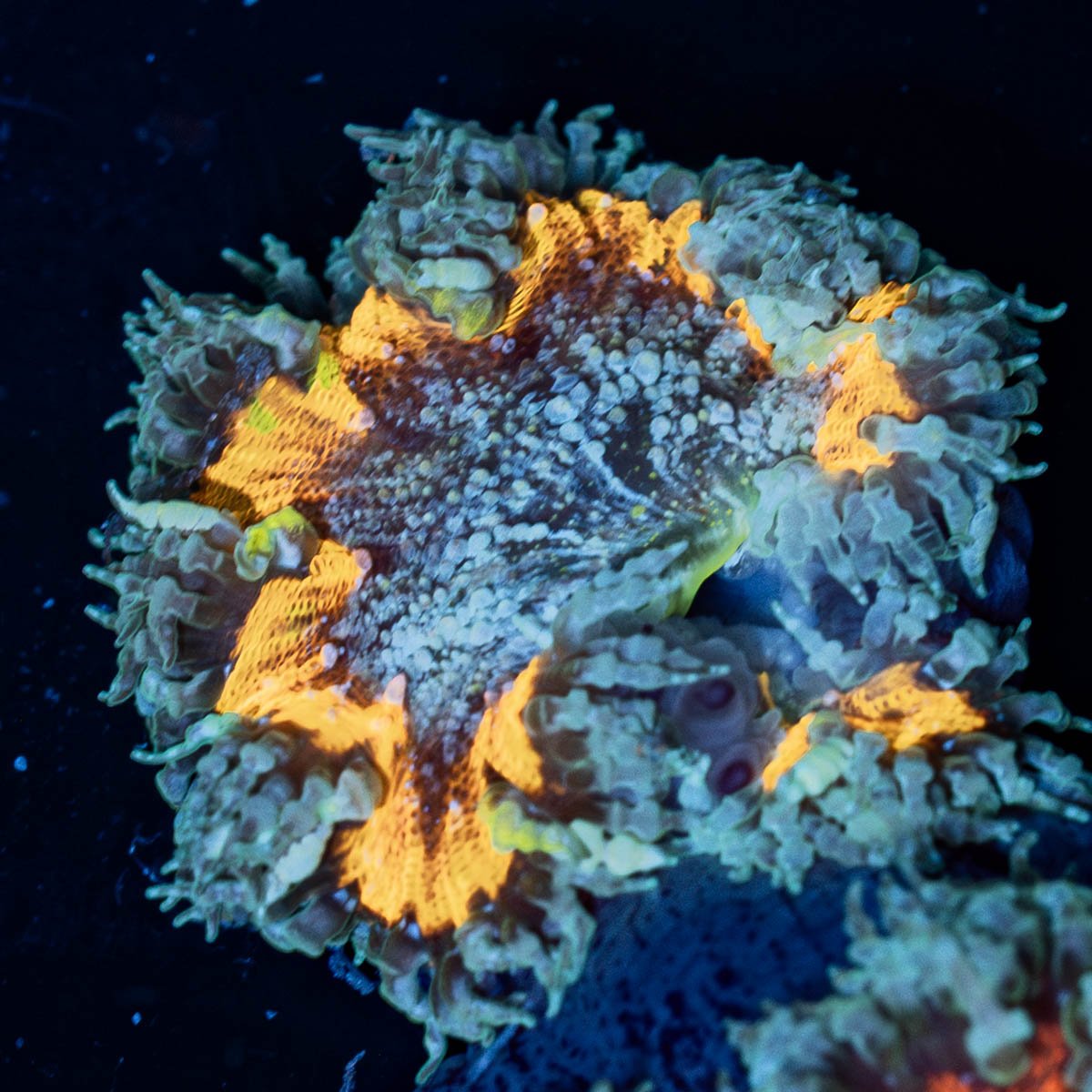 Rock Flower Anemone - riptide aquaculture llc