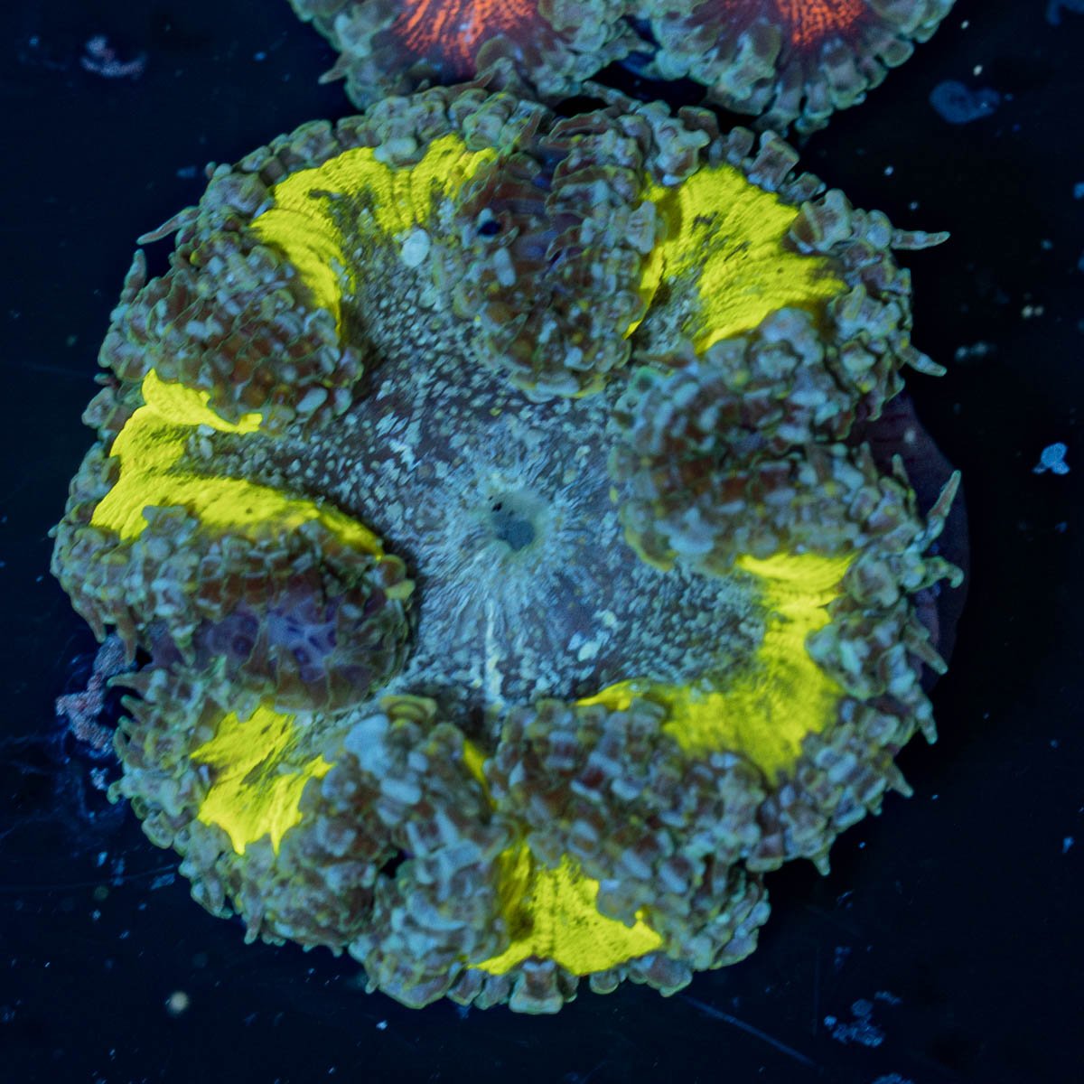 Rock Flower Anemone - riptide aquaculture llc