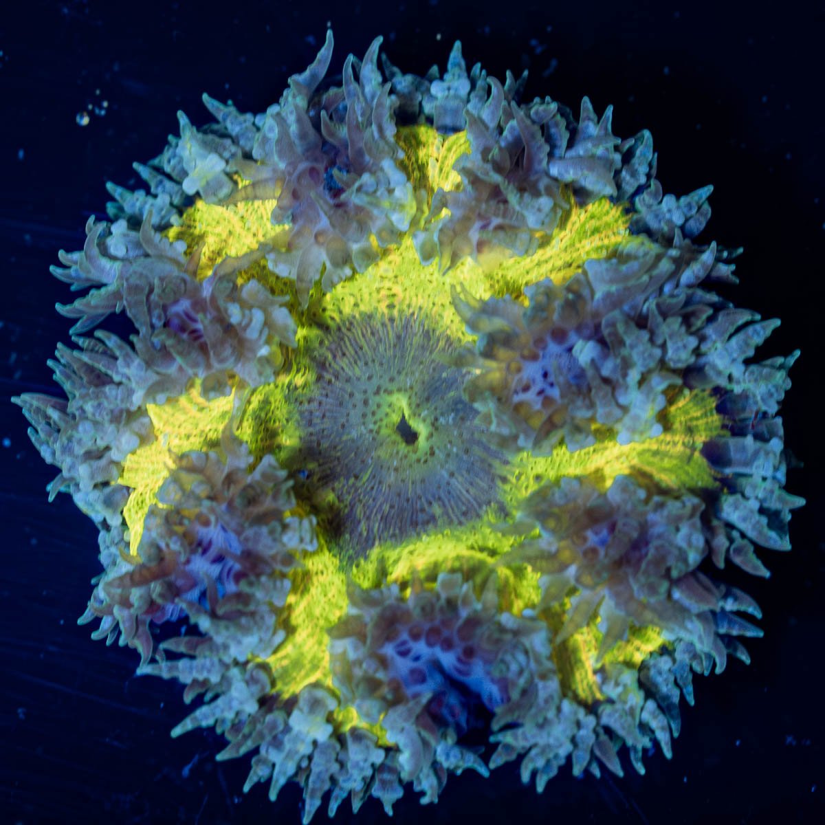 Rock Flower Anemone - riptide aquaculture llc