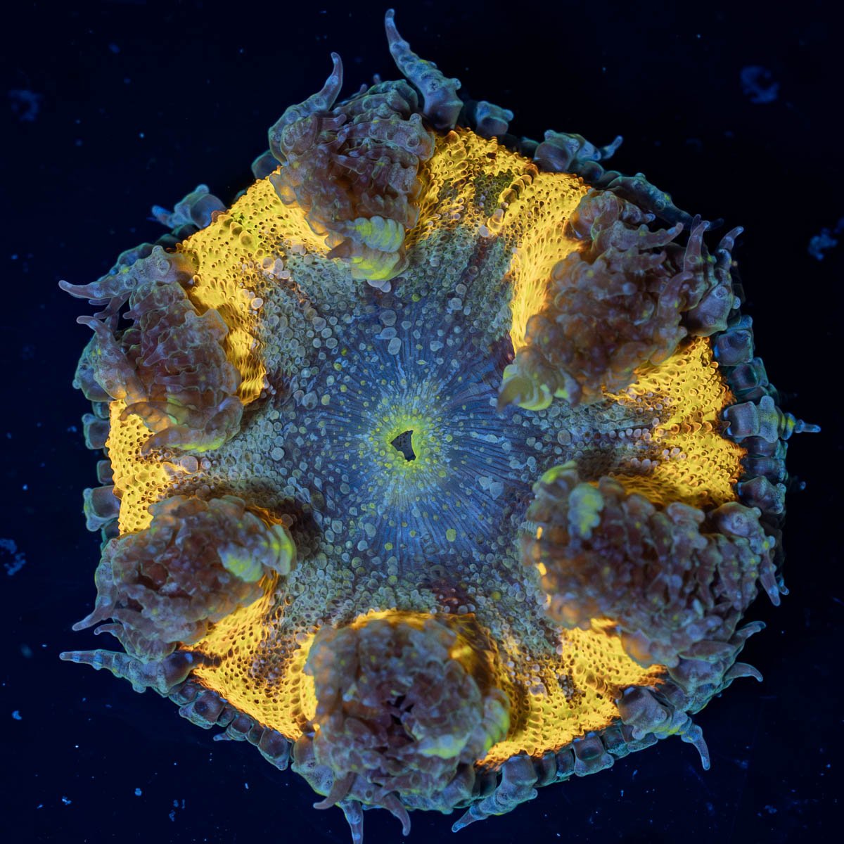 Rock Flower Anemone - riptide aquaculture llc