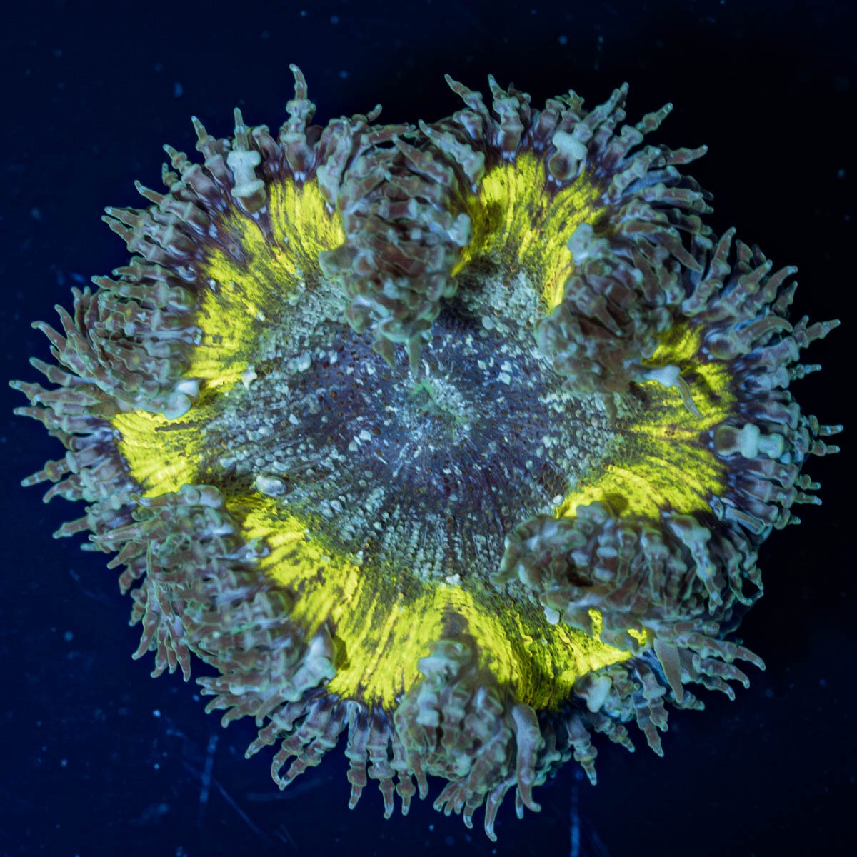 Rock Flower Anemone - riptide aquaculture llc