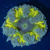 Rock Flower Anemone - riptide aquaculture llc