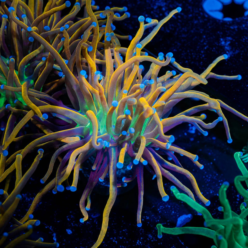 Ny Knicks Torch Euphyllia