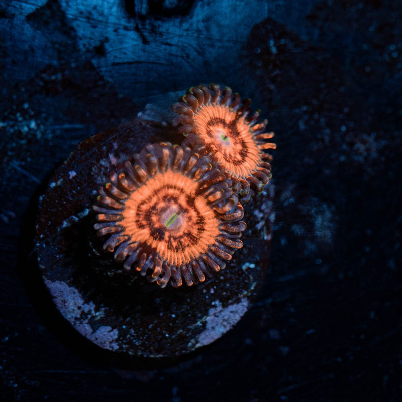 Valkarys Zoanthid