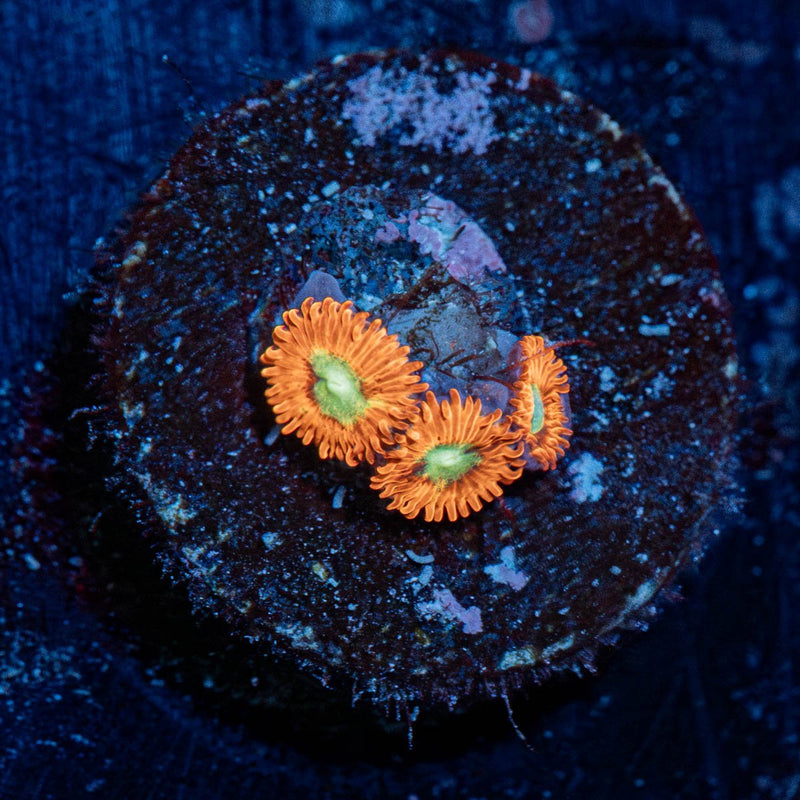 Charmanders Zoanthid