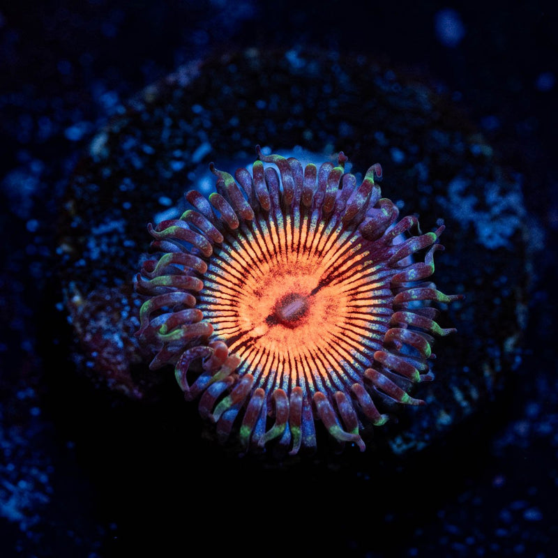 Fruit Ninja Zoanthid