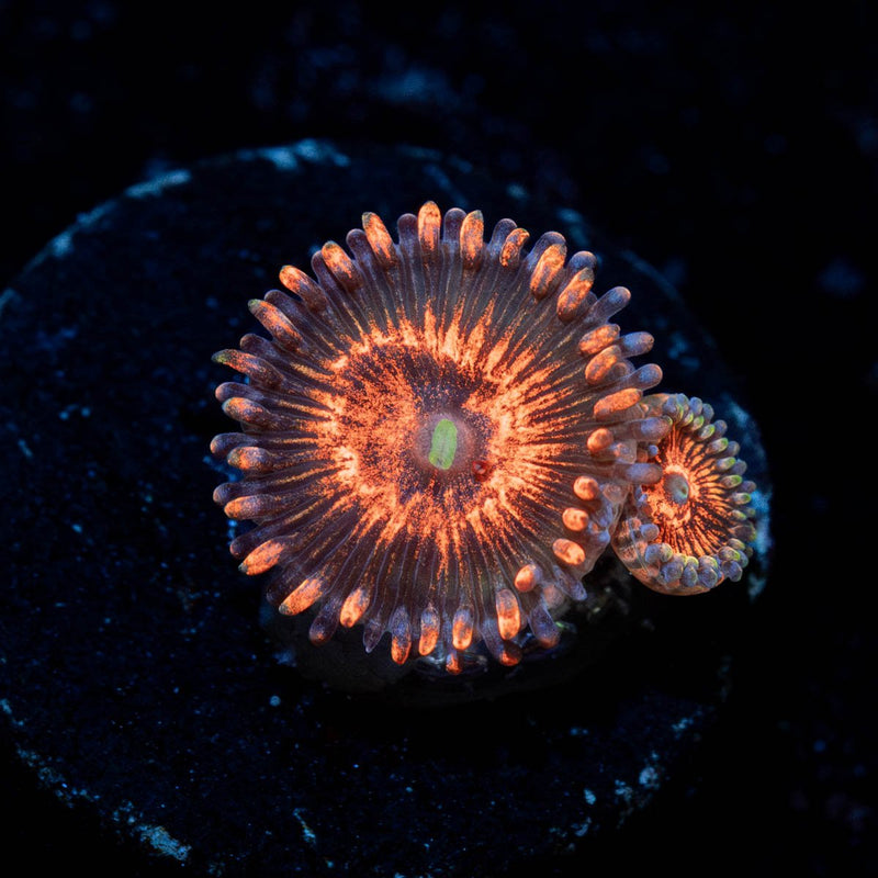 Aztec Warrior Zoanthid