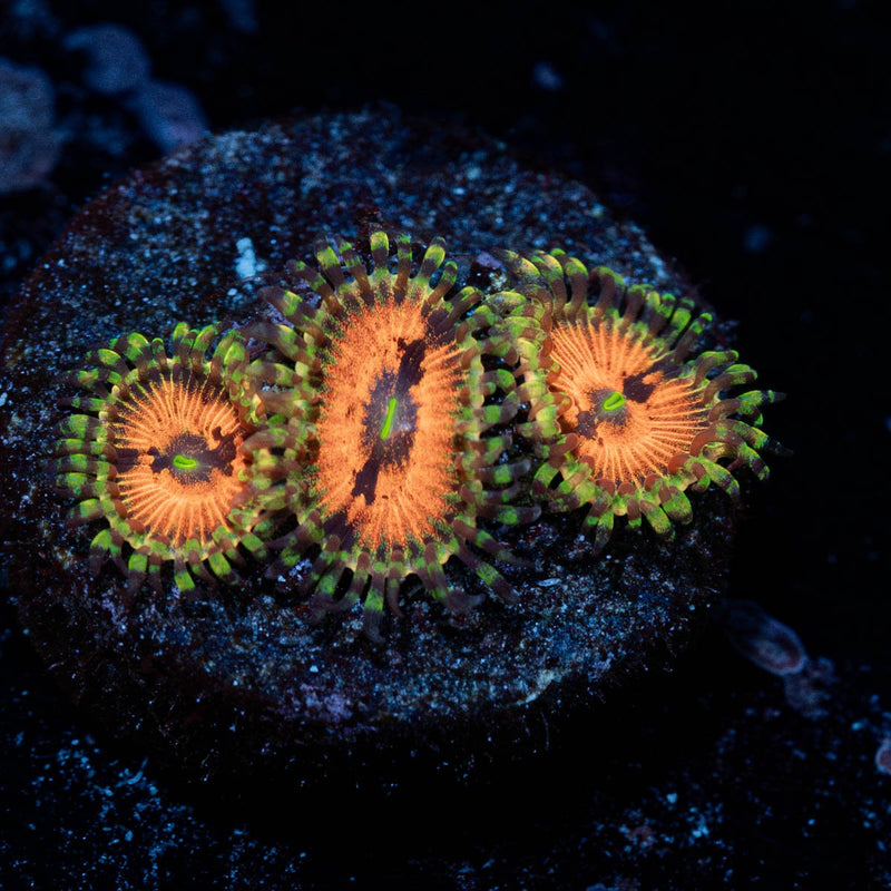 Pumpkin Smashers Zoanthid