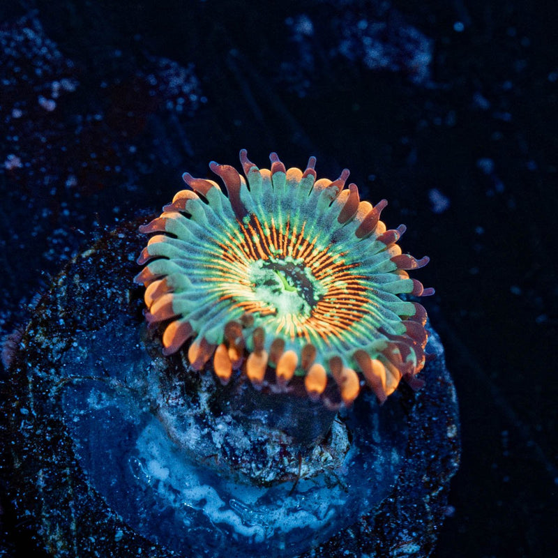 White Zombie Zoanthid