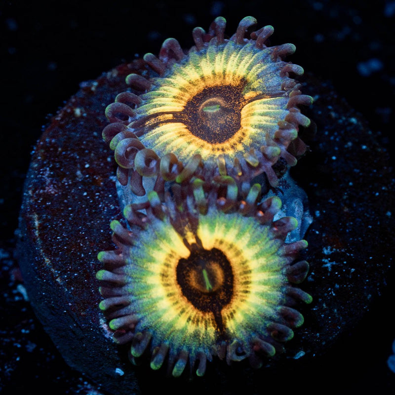 Desert Storms Zoanthid