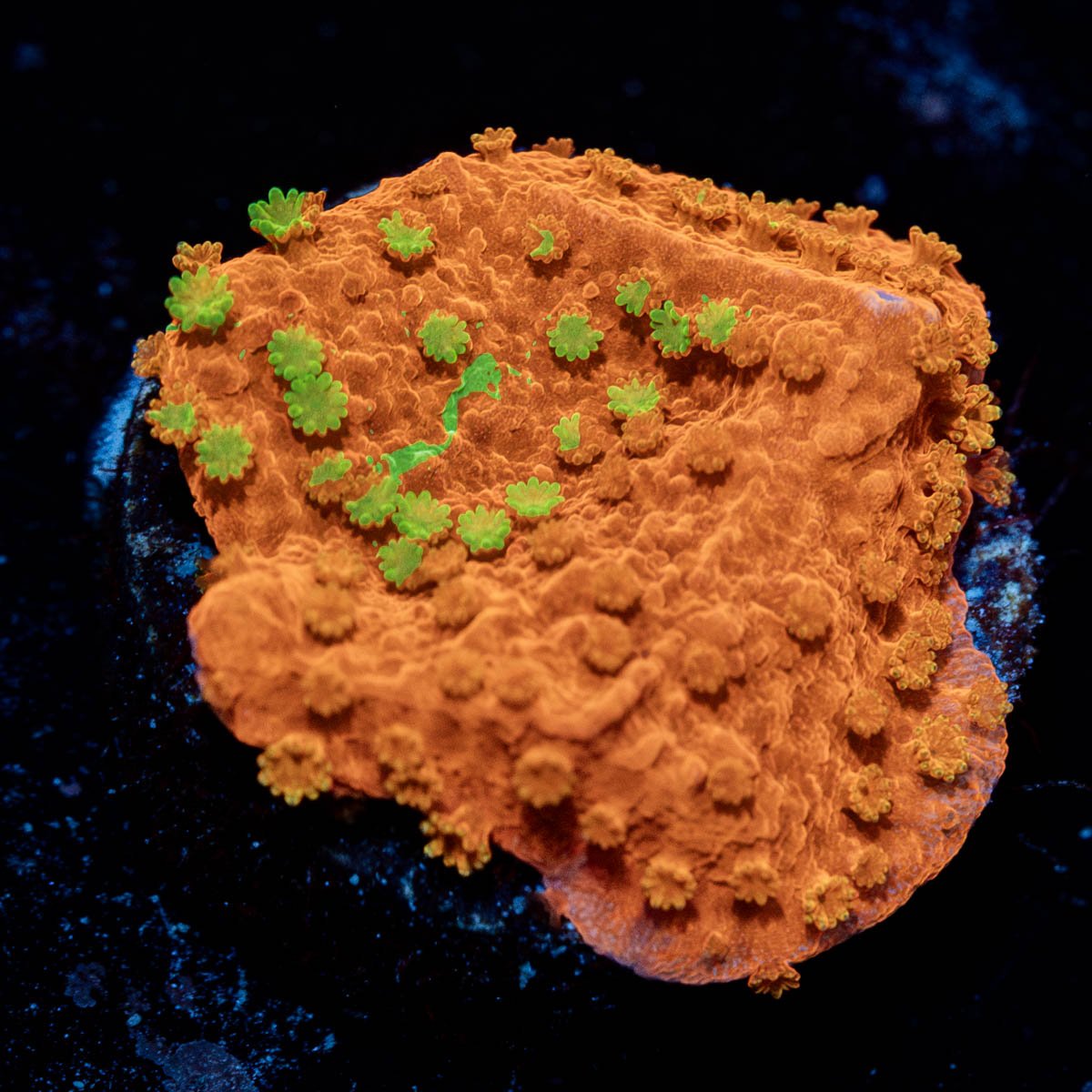 wwc sunfire grafted montipora - riptide aquaculture llc