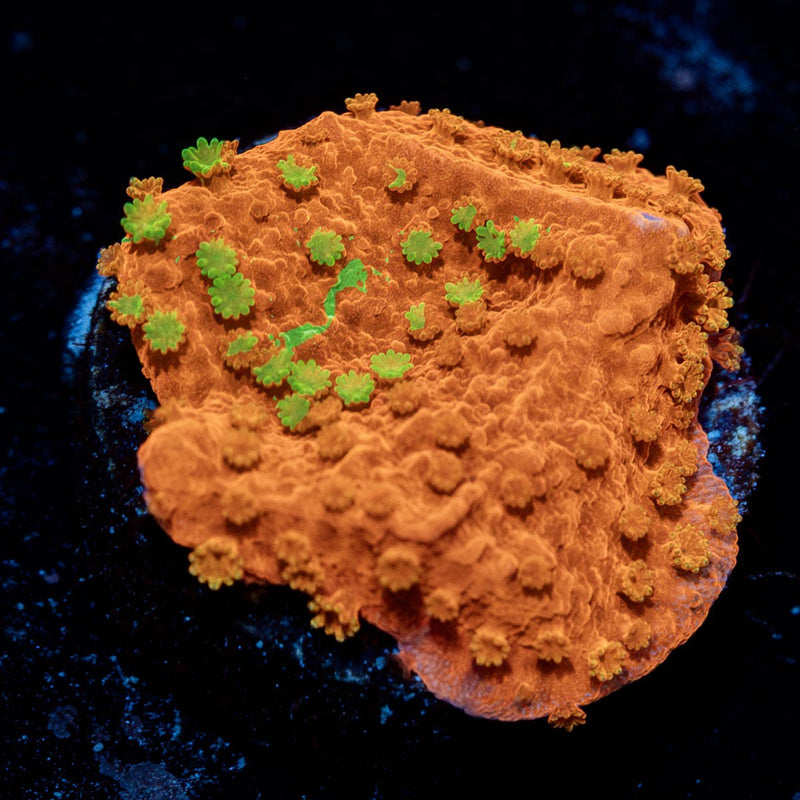 wwc sunfire grafted montipora