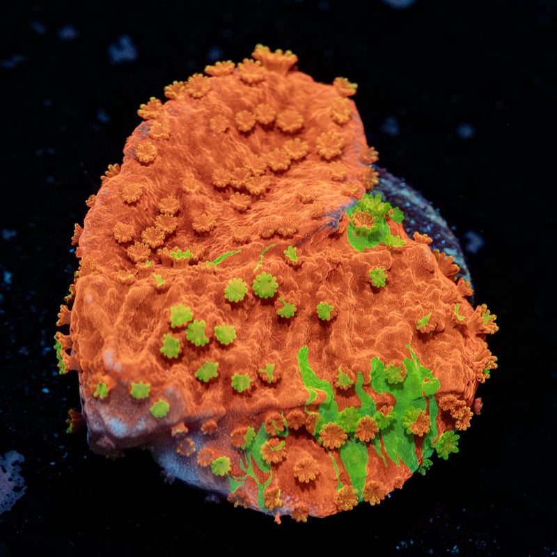 wwc sunfire grafted montipora