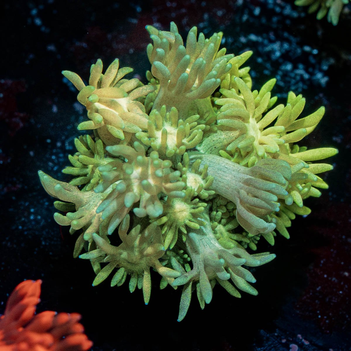 Two Faced Goniopora - riptide aquaculture llc